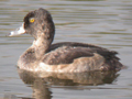Ring-necked Duck
